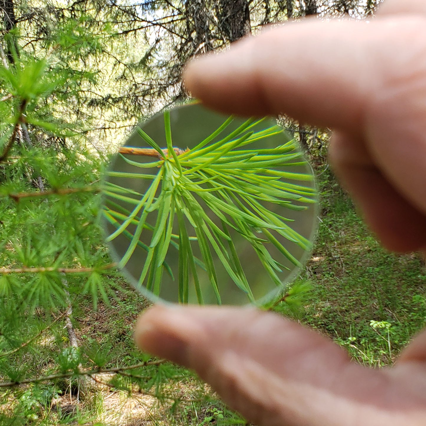 pocket magnifying glass for hiking