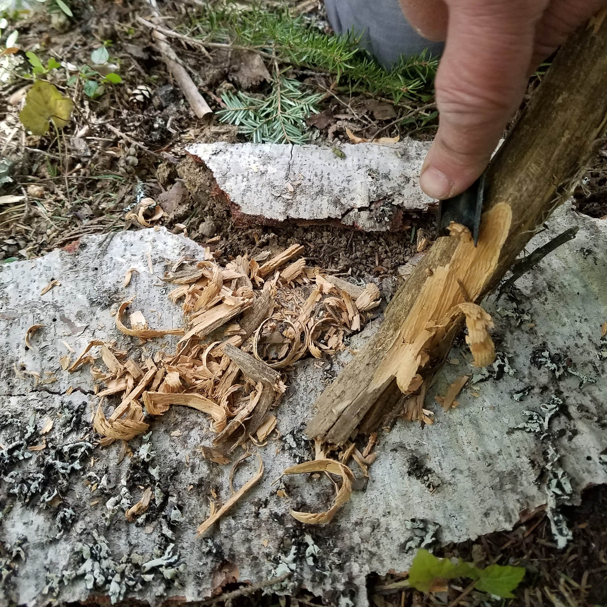 Sharp chisel like teeth easily cut tinder from wood