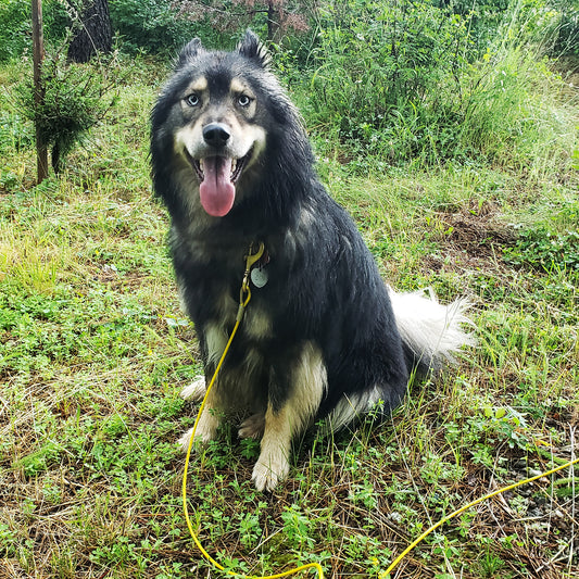 Premium quality, heavy duty tie out cable easily keeps large breed dogs from running off.